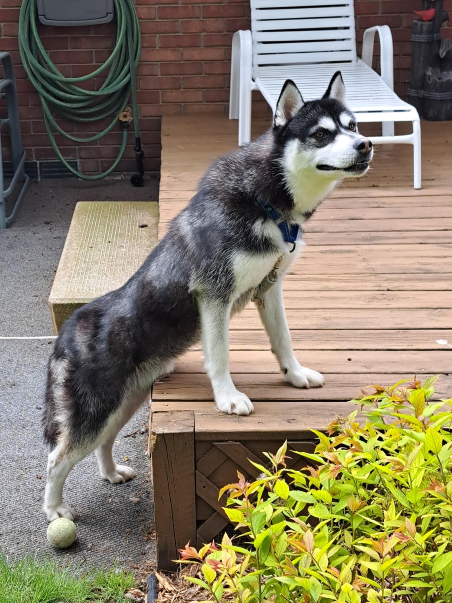 Enlarge Nikko, a Adoptable mixed breed in Bay City, MI image 2/3