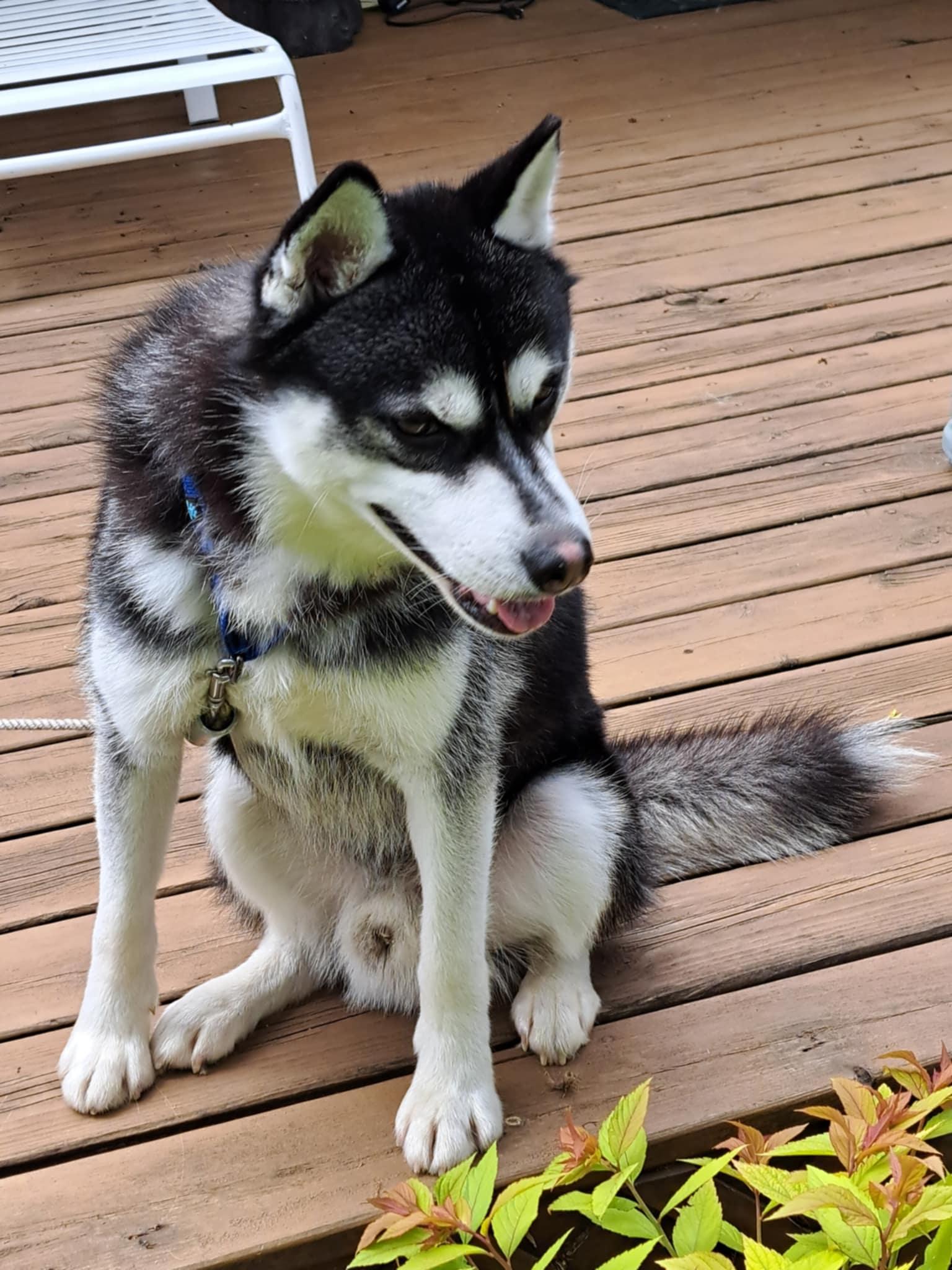 Enlarge Nikko, a Adoptable mixed breed in Bay City, MI image 3/3