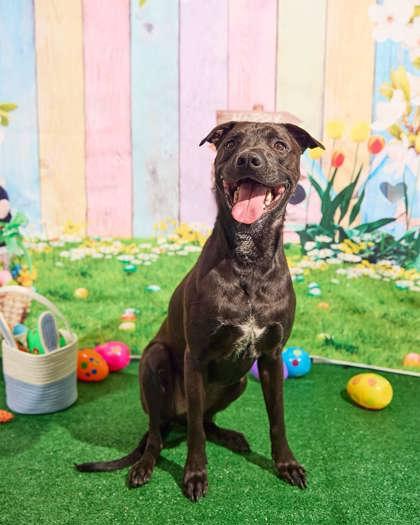 Leo, Adoptable, Adult Male Mixed Breed & Mixed Breed.