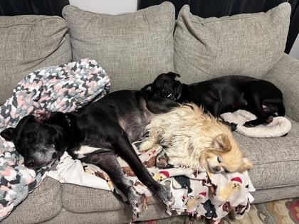 Enlarge Leo, a Adoptable Mixed Breed in Fort Worth, TX image 2/3