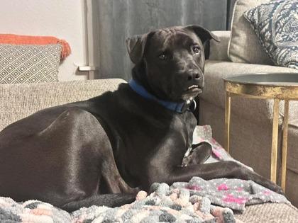 Enlarge Leo, a Adoptable Mixed Breed in Fort Worth, TX image 3/3