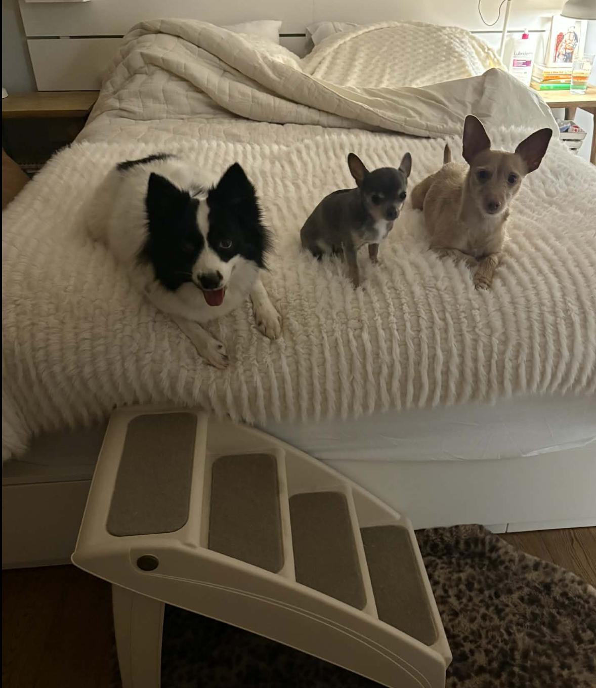 Enlarge Lisa , an adopted mixed breed in EL COLORADO, JAL image 2/6