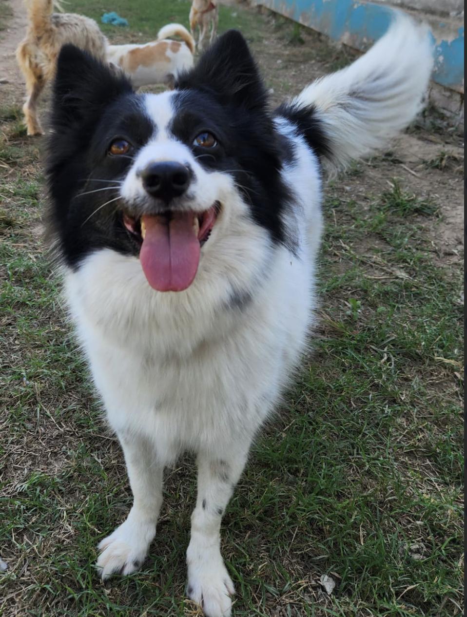 Enlarge Lisa , an adopted mixed breed in EL COLORADO, JAL image 4/6