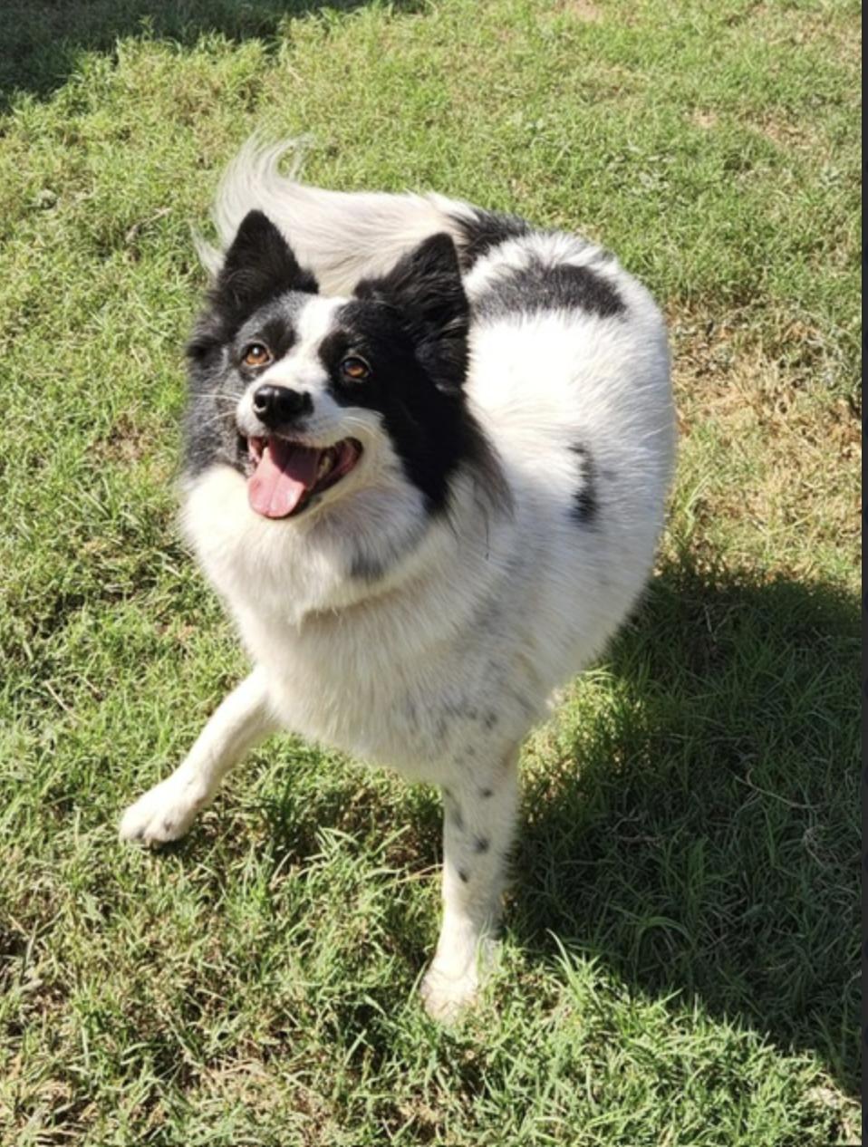 Lisa , adopted, Adult Female Collie.