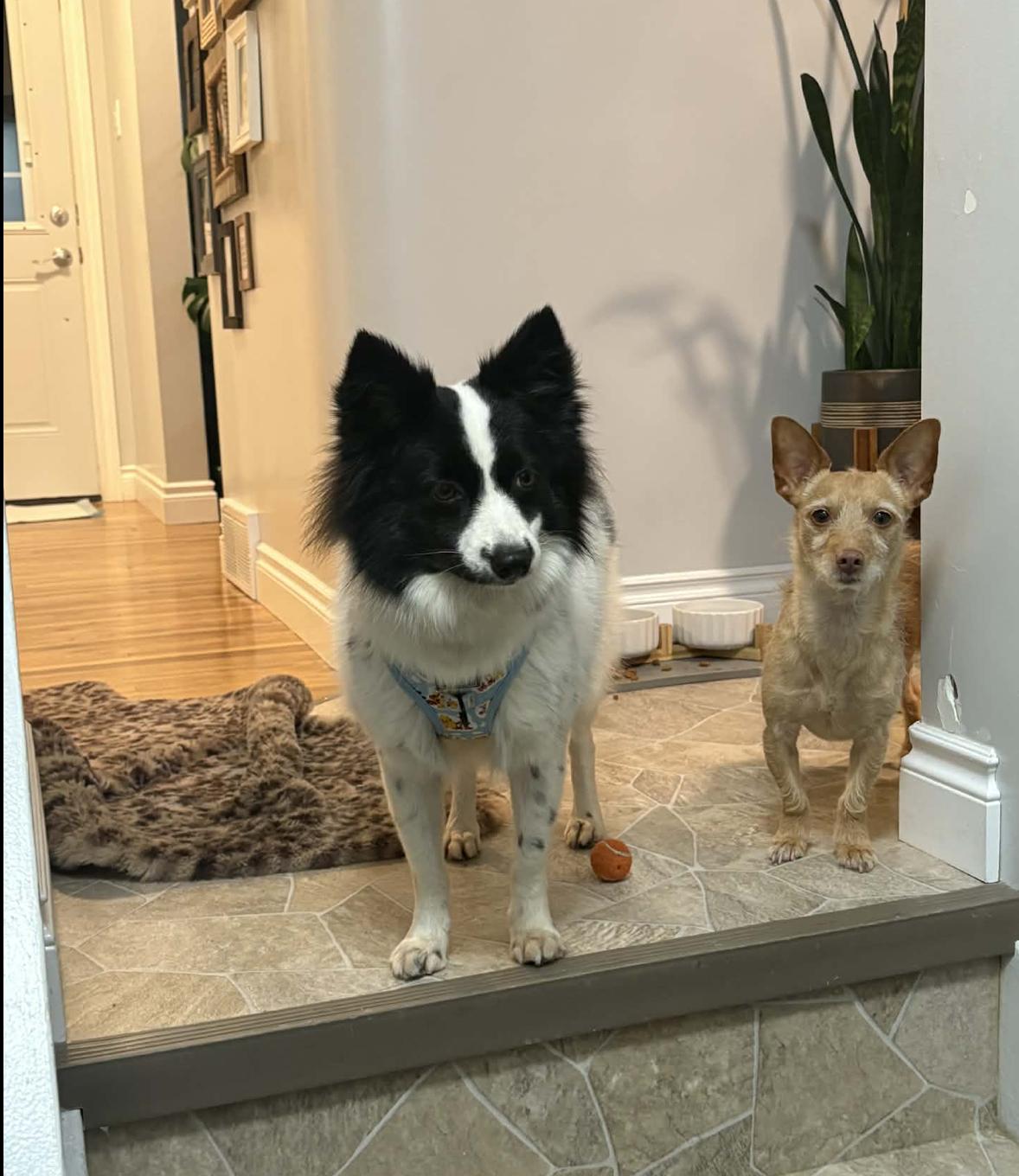 Enlarge Lisa , an adopted mixed breed in EL COLORADO, JAL image 3/6