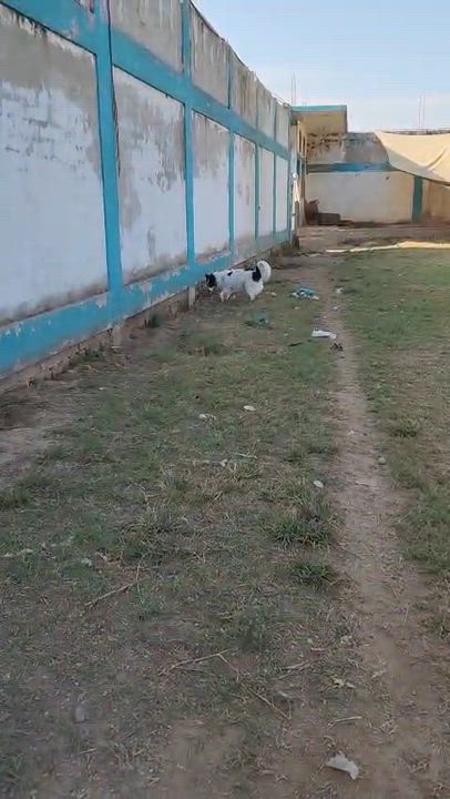 Enlarge Lisa , an adopted mixed breed in EL COLORADO, JAL video 5/6