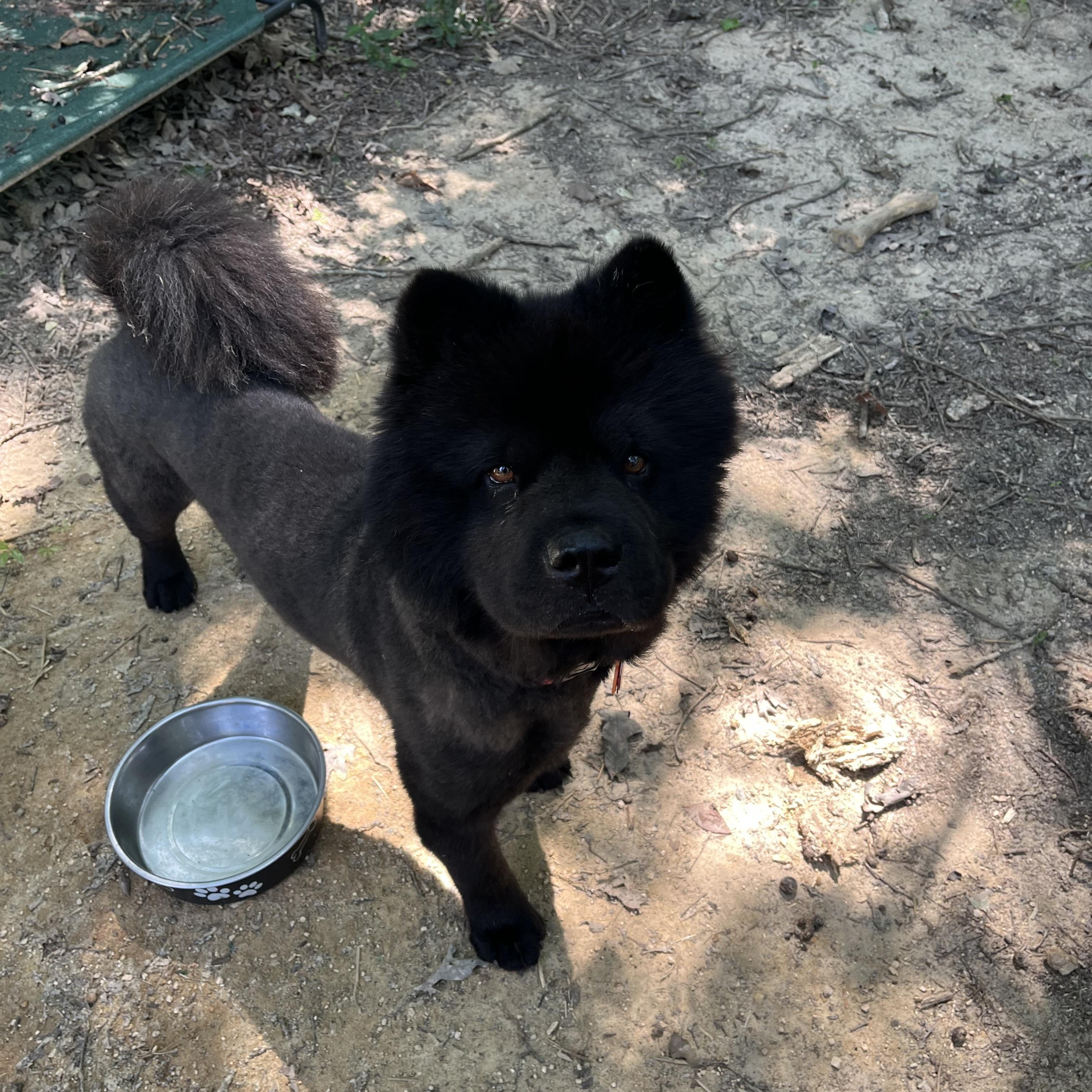 Enlarge KURO (NC), a Adoptable Chow Chow in Raleigh, NC image 5/6