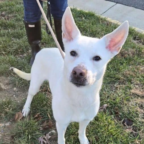 25-01651 RICE, Adoptable, Adult Male Husky.