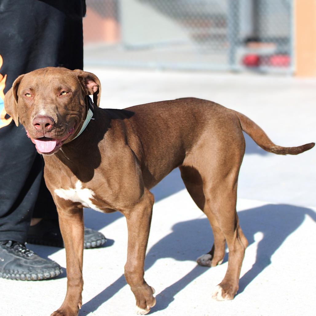 Eris, Adoptable, Young Female Mixed Breed.