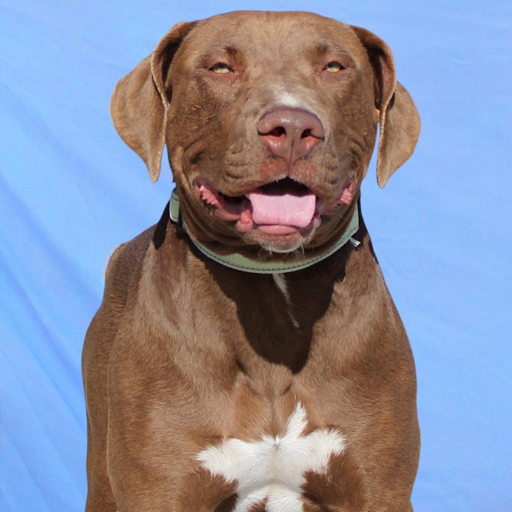 Eris, a Adoptable Mixed Breed in Las Cruces, NM image 2/5