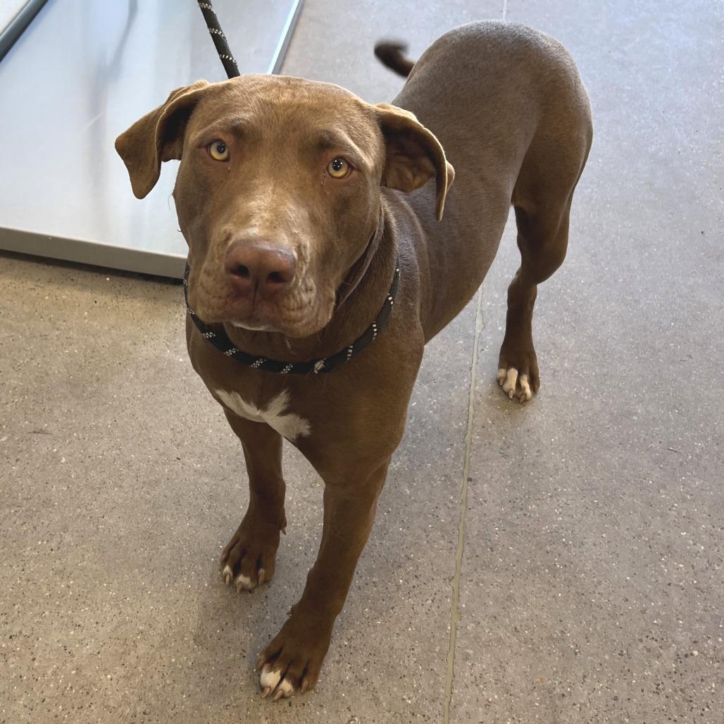 Eris, a Adoptable Mixed Breed in Las Cruces, NM image 3/5