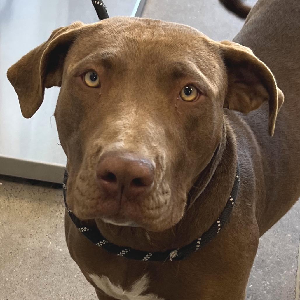Eris, a Adoptable Mixed Breed in Las Cruces, NM image 4/5