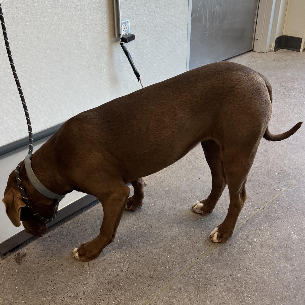 Eris, a Adoptable Mixed Breed in Las Cruces, NM image 5/5