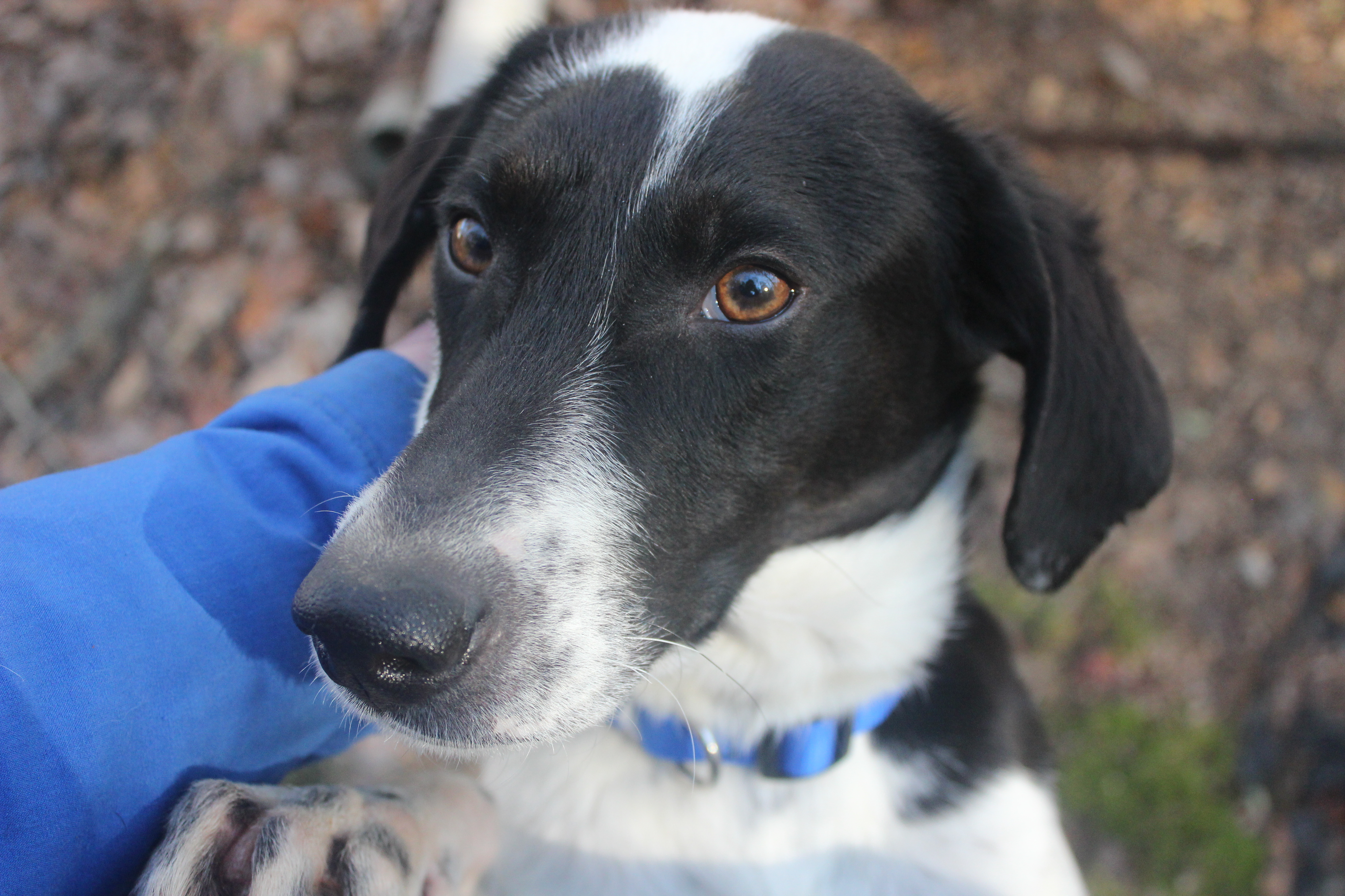 Dexter, a Adoptable mixed breed in Zebulon, NC image 3/5