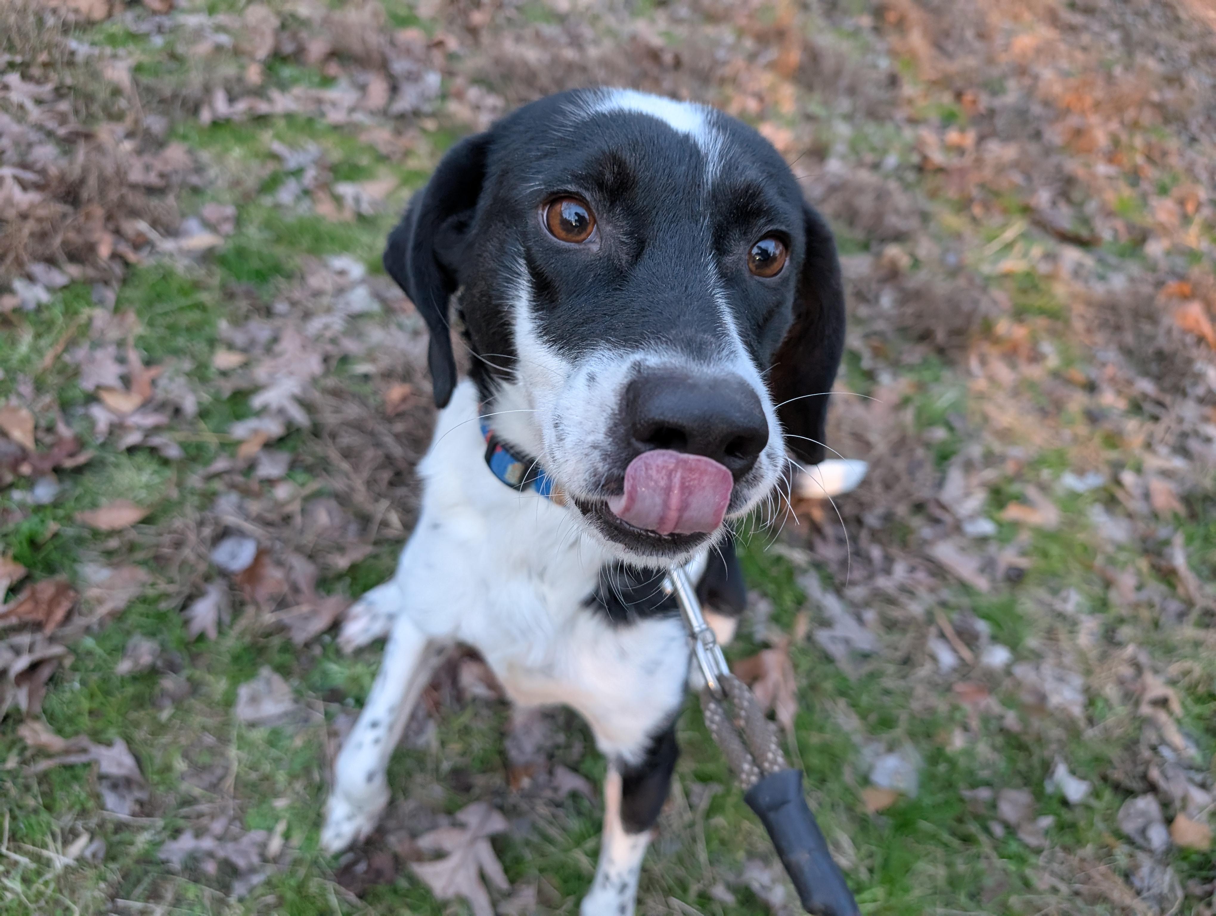 Dexter, Adoptable, Young Male Mixed Breed.