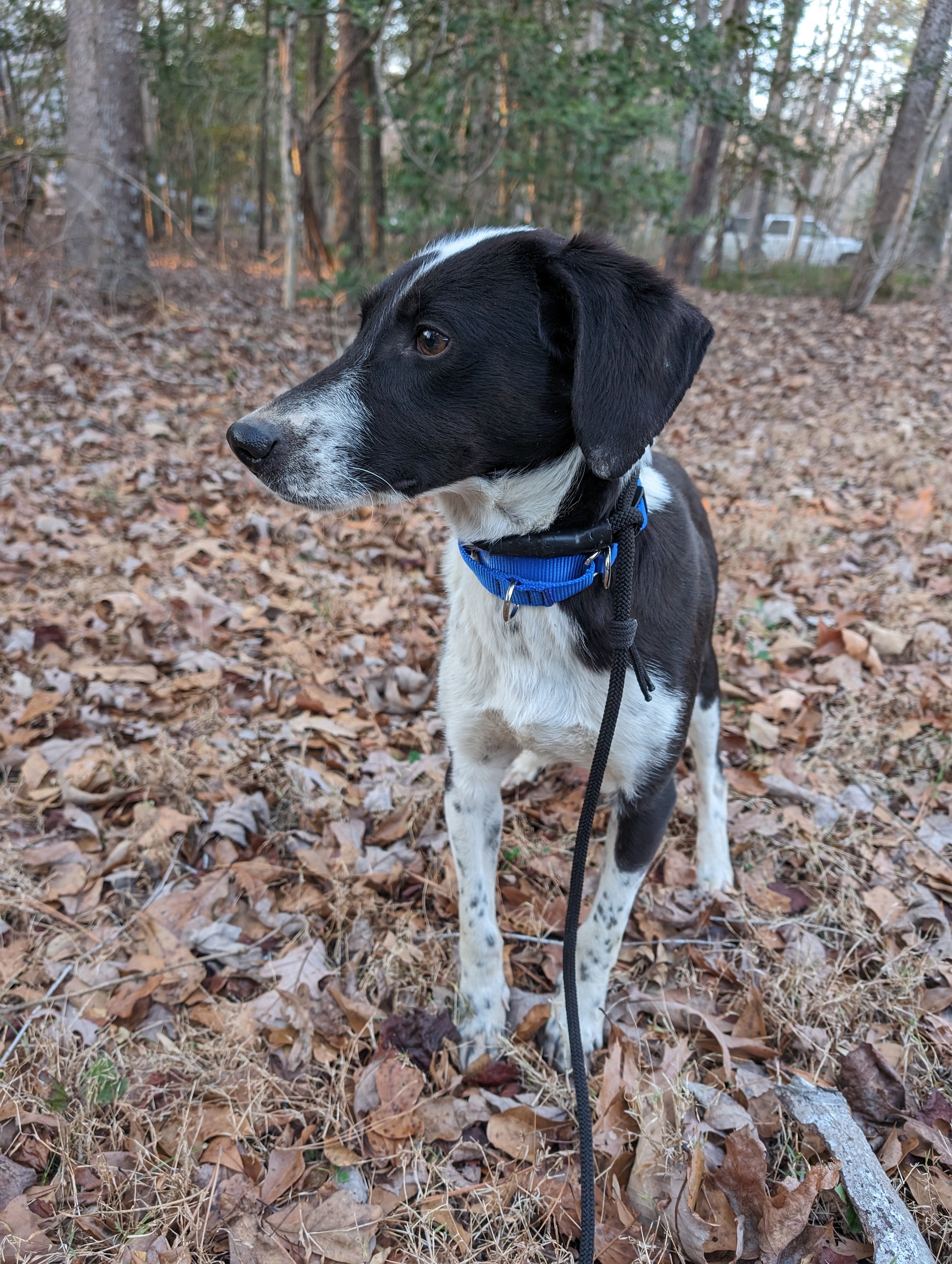 Dexter, a Adoptable mixed breed in Zebulon, NC image 4/5