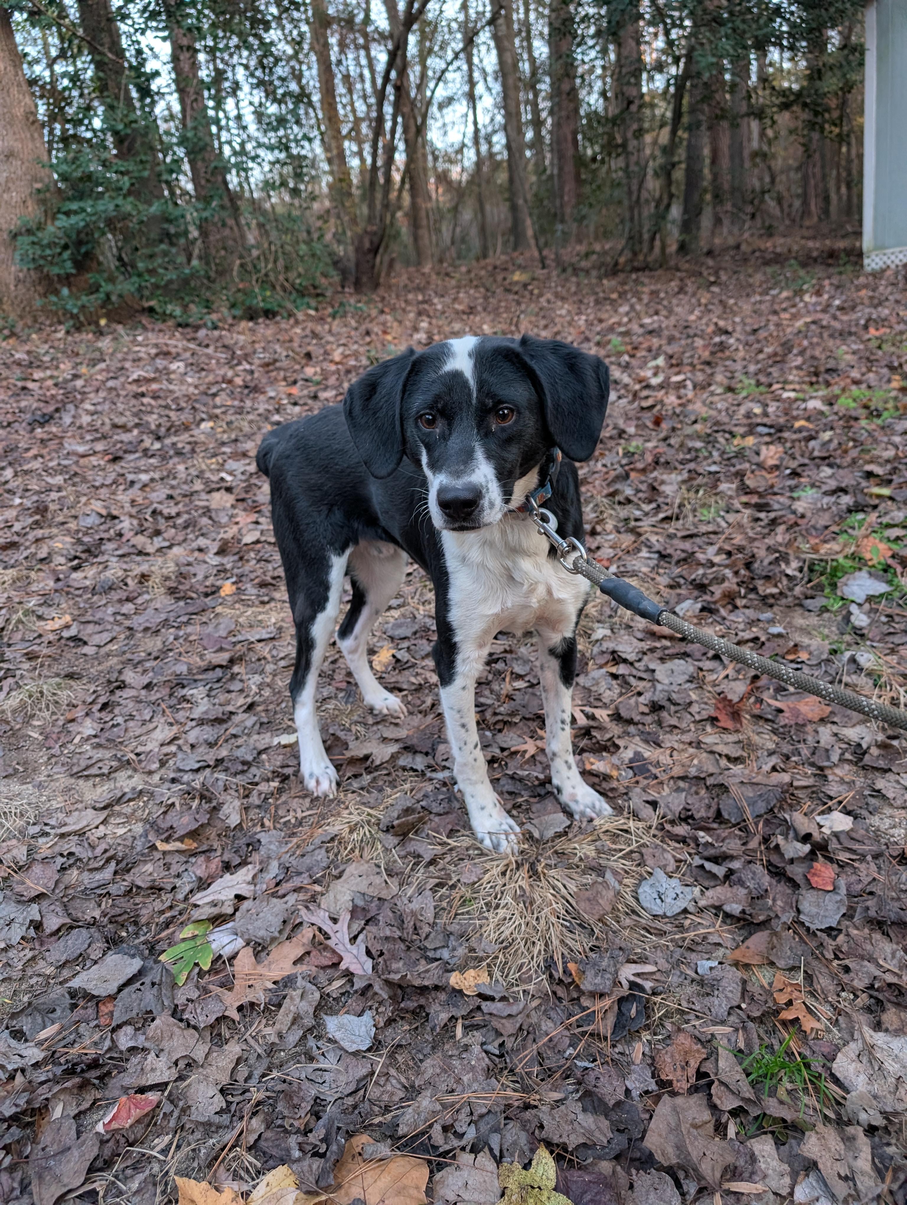 Dexter, a Adoptable mixed breed in Zebulon, NC image 1/5