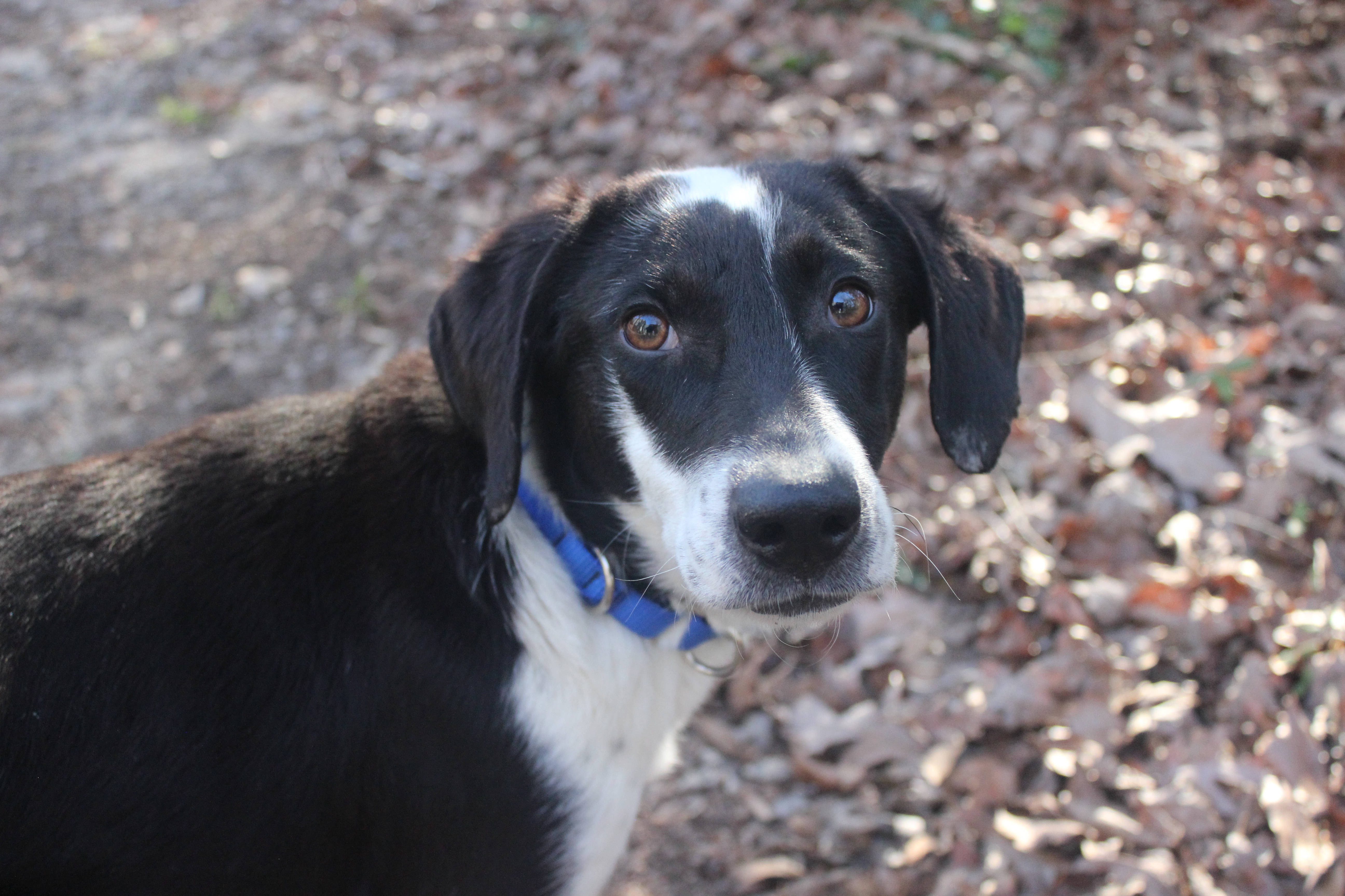 Dexter, a Adoptable mixed breed in Zebulon, NC image 5/5