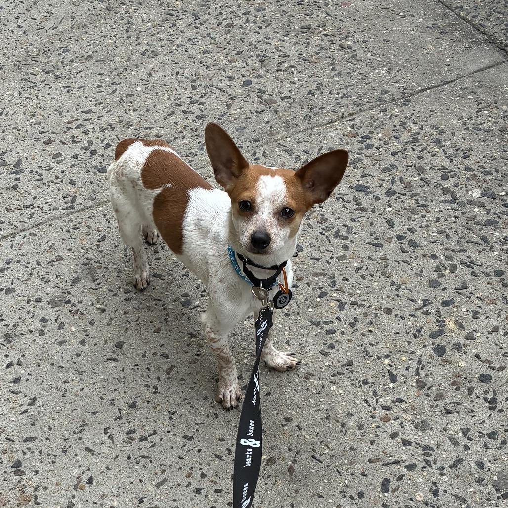 Drift, Adoptable, Young Male Chihuahua.