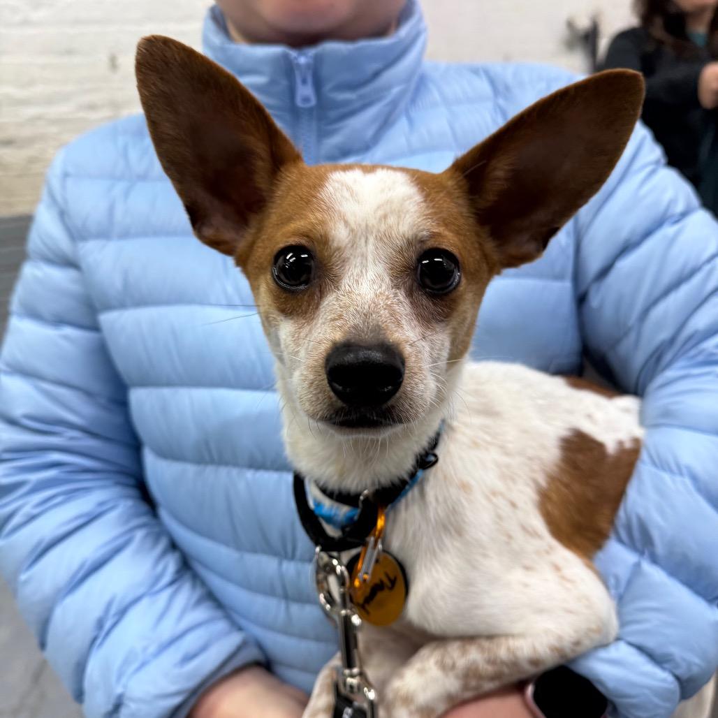 Enlarge Drift, a Adoptable Chihuahua in Brooklyn, NY image 2/5