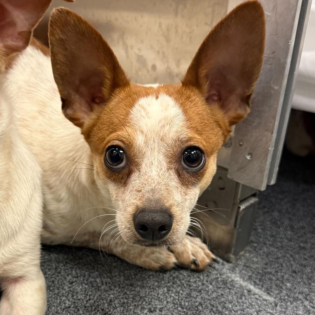 Enlarge Drift, a Adoptable Chihuahua in Brooklyn, NY image 3/5