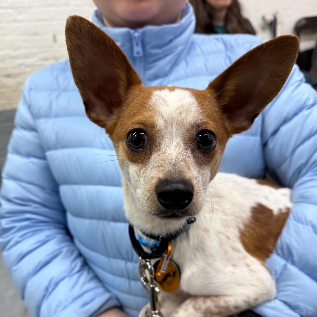 Enlarge Drift, a Adoptable Chihuahua in Brooklyn, NY image 5/5