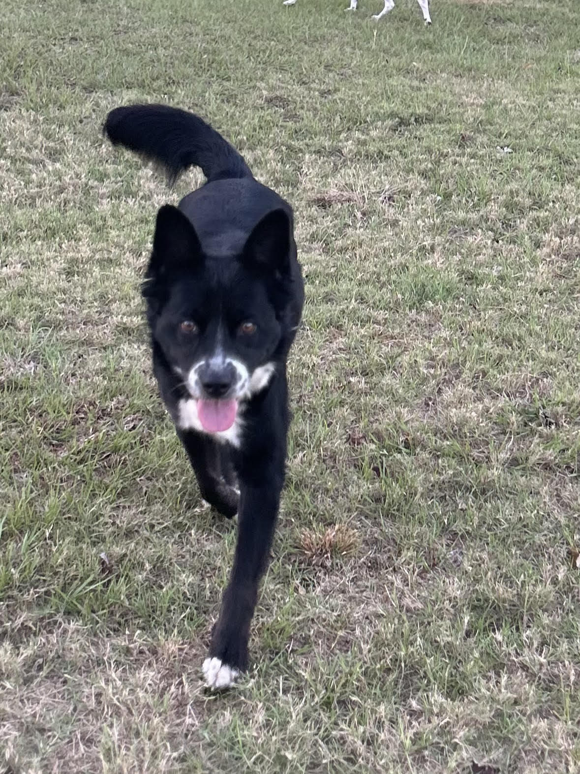 Sport, Adoptable, Adult Male Border Collie.