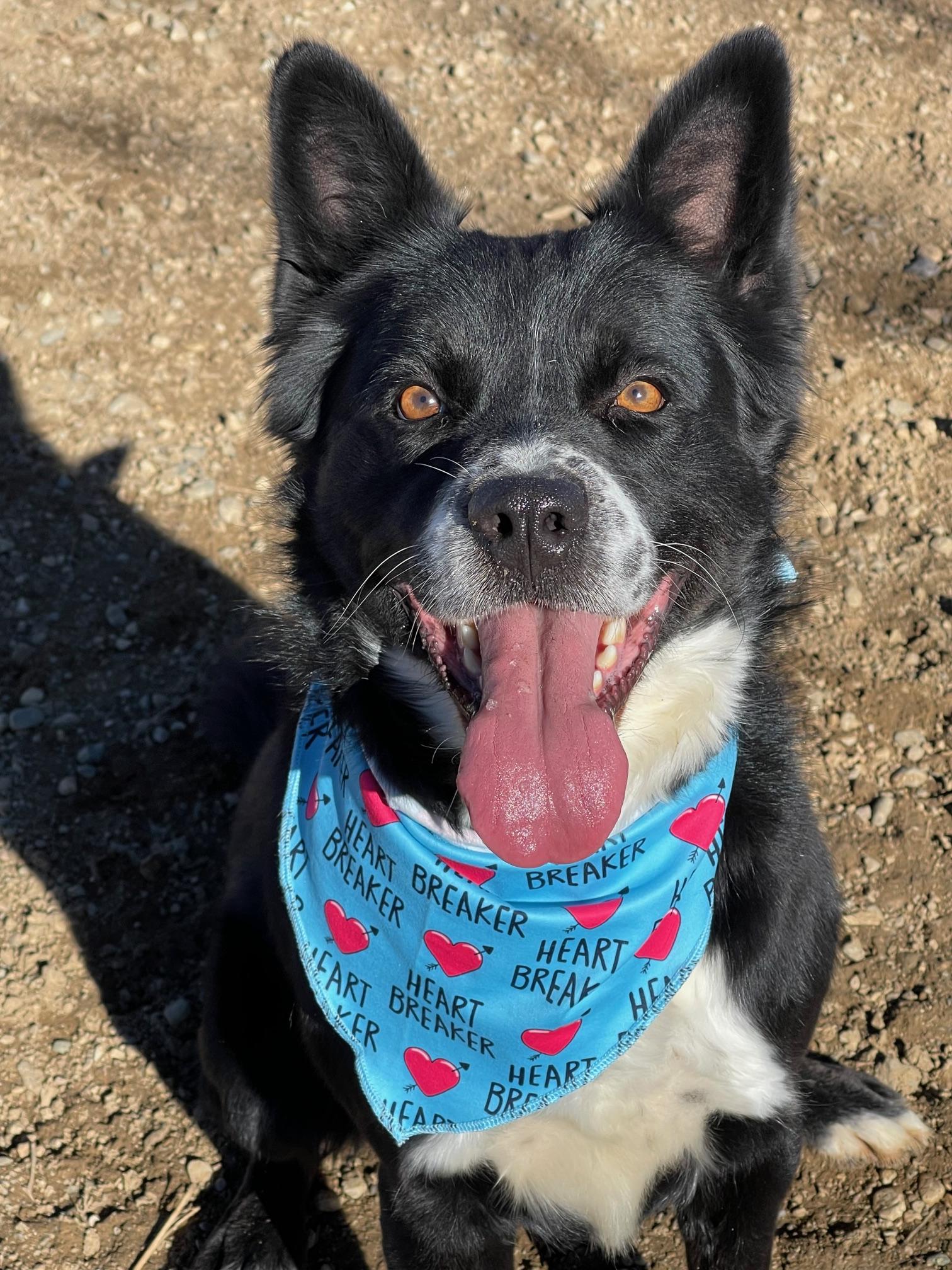 Enlarge Sport, a Adoptable Border Collie in Nashville, AR image 2/4