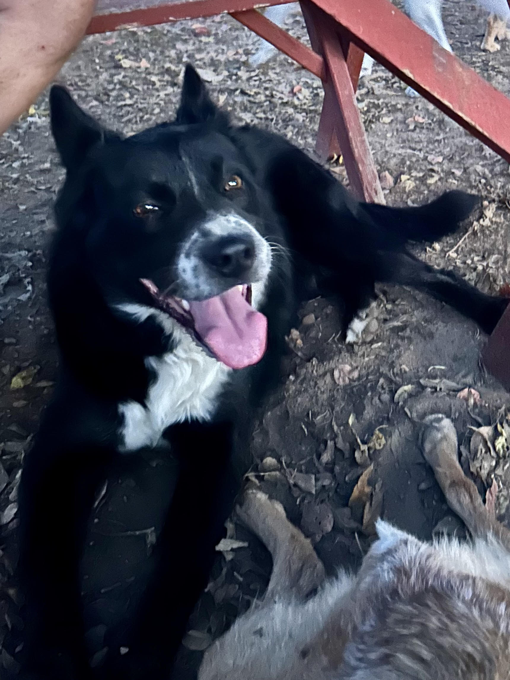 Enlarge Sport, a Adoptable Border Collie in Nashville, AR image 3/4