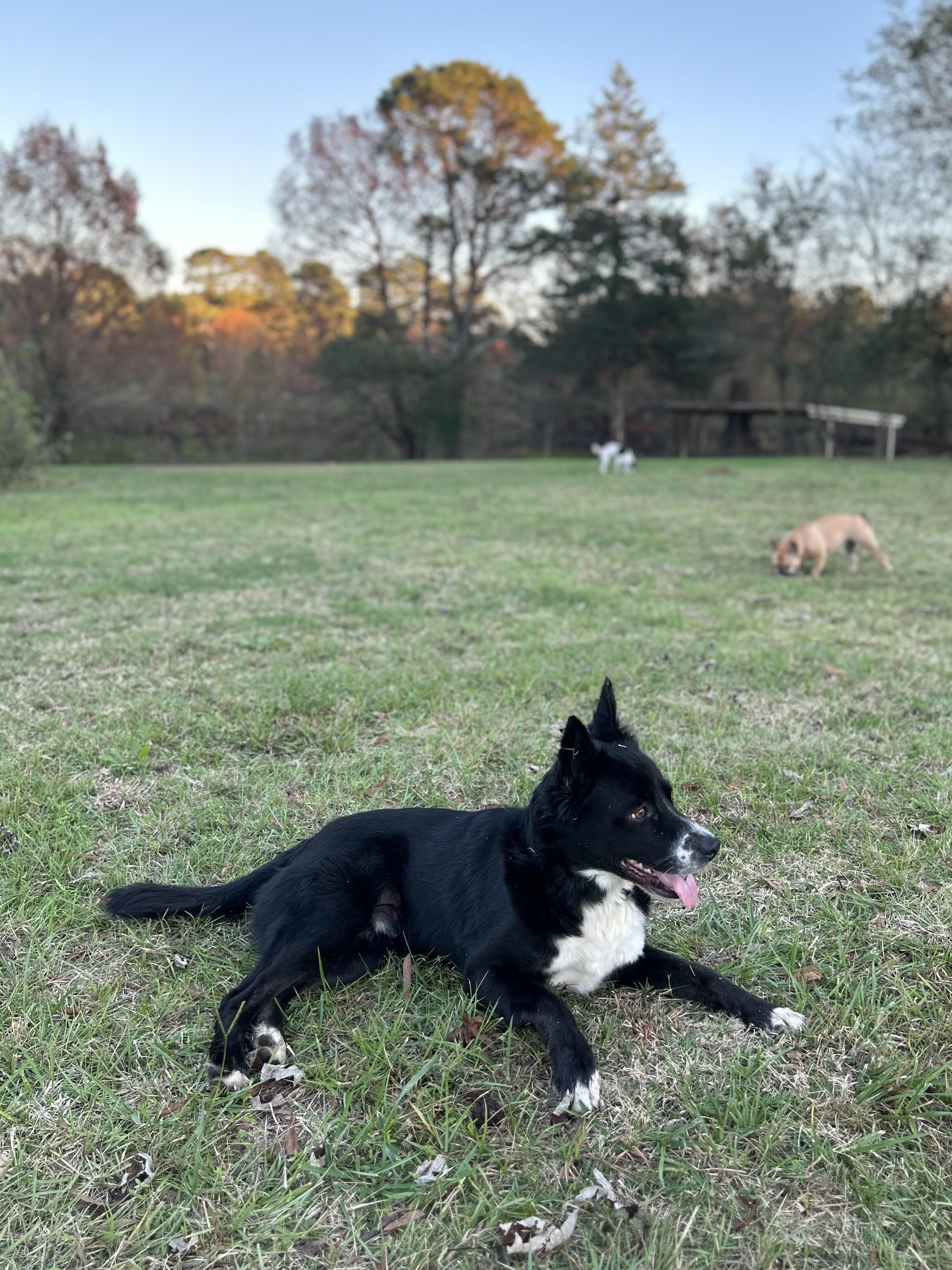 Enlarge Sport, a Adoptable Border Collie in Nashville, AR image 4/4