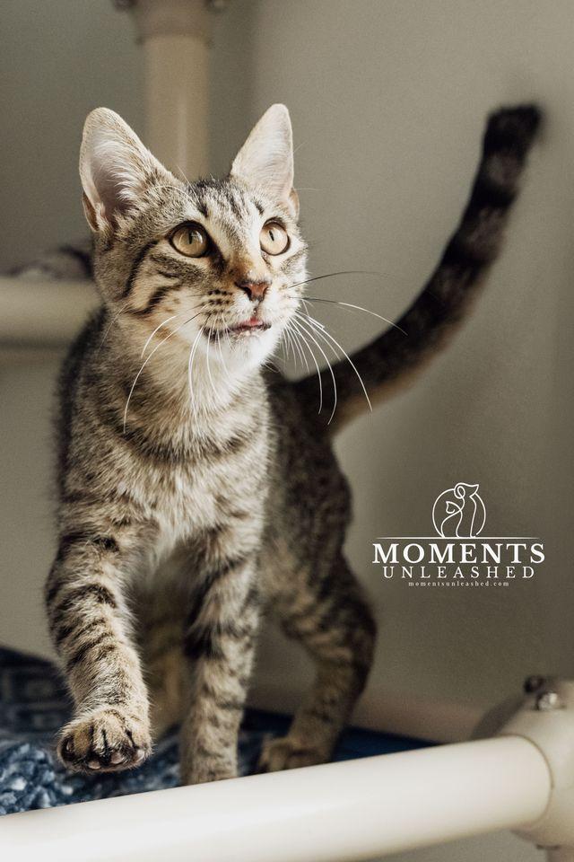 Enlarge Iceman, a Adoptable Domestic Short Hair in Myakka City, FL image 4/4