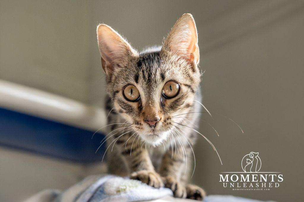 Enlarge Iceman, a Adoptable Domestic Short Hair in Myakka City, FL image 2/4