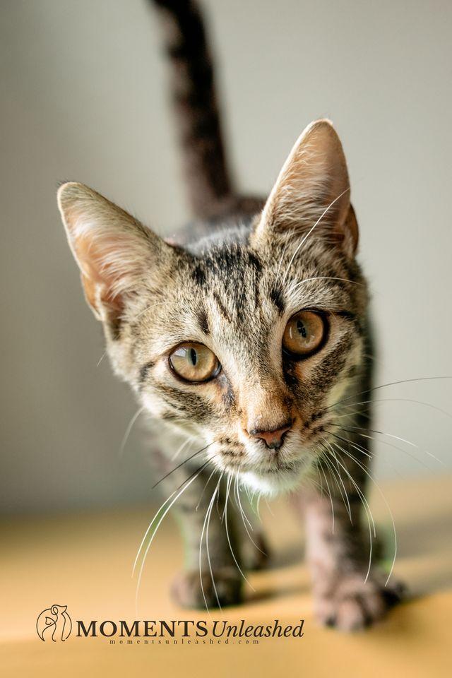 Enlarge Iceman, a Adoptable Domestic Short Hair in Myakka City, FL image 3/4