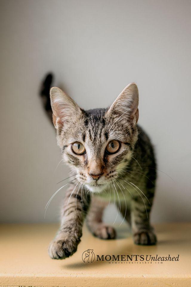 Iceman, Adoptable, Kitten Male Domestic Short Hair.