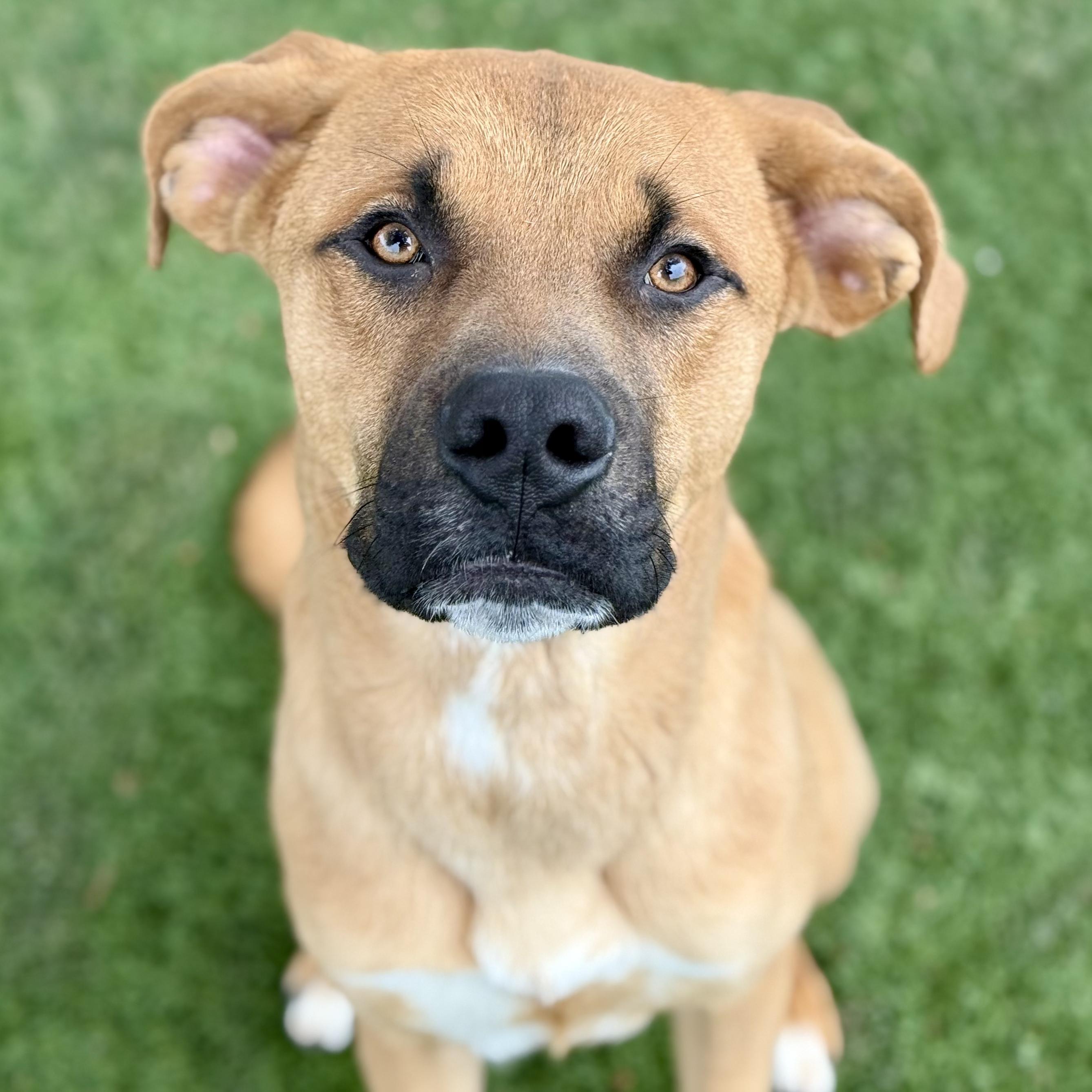Hayes, Adoptable, Young Male Rhodesian Ridgeback.