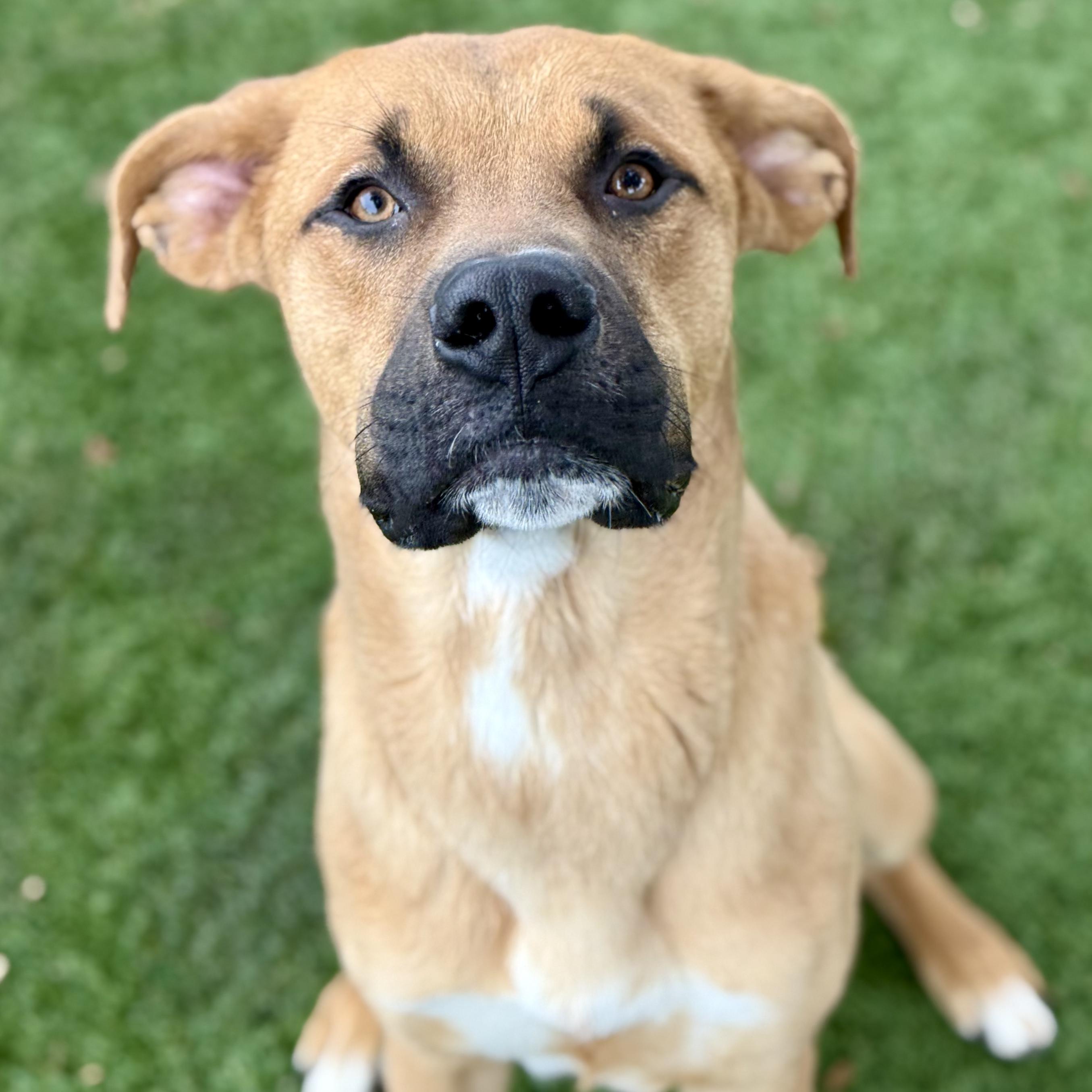 Hayes, Adoptable, Young Male Rhodesian Ridgeback.