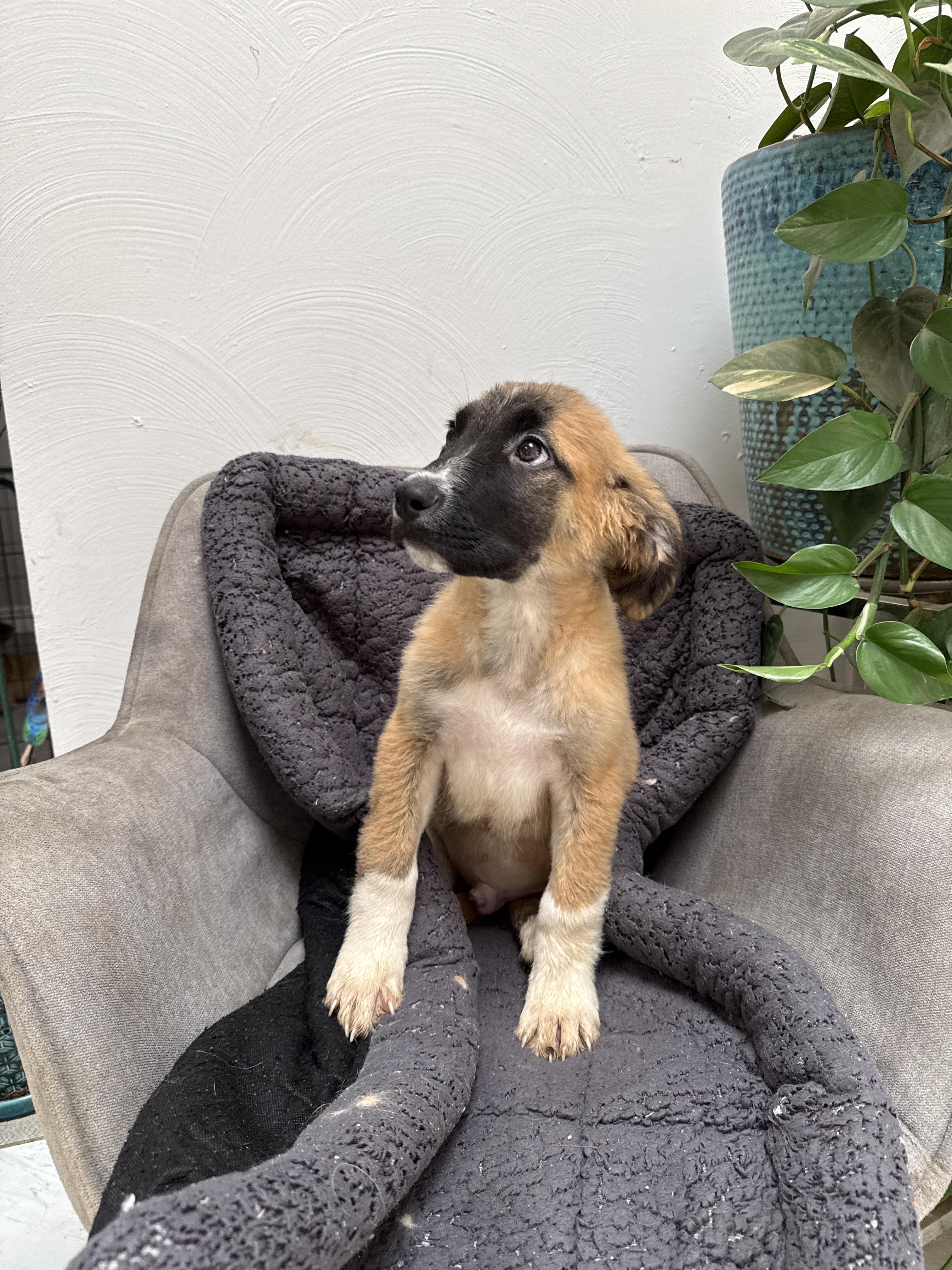 Enlarge Christopher Robin, a Adoptable mixed breed in Bellflower, CA image 1/4