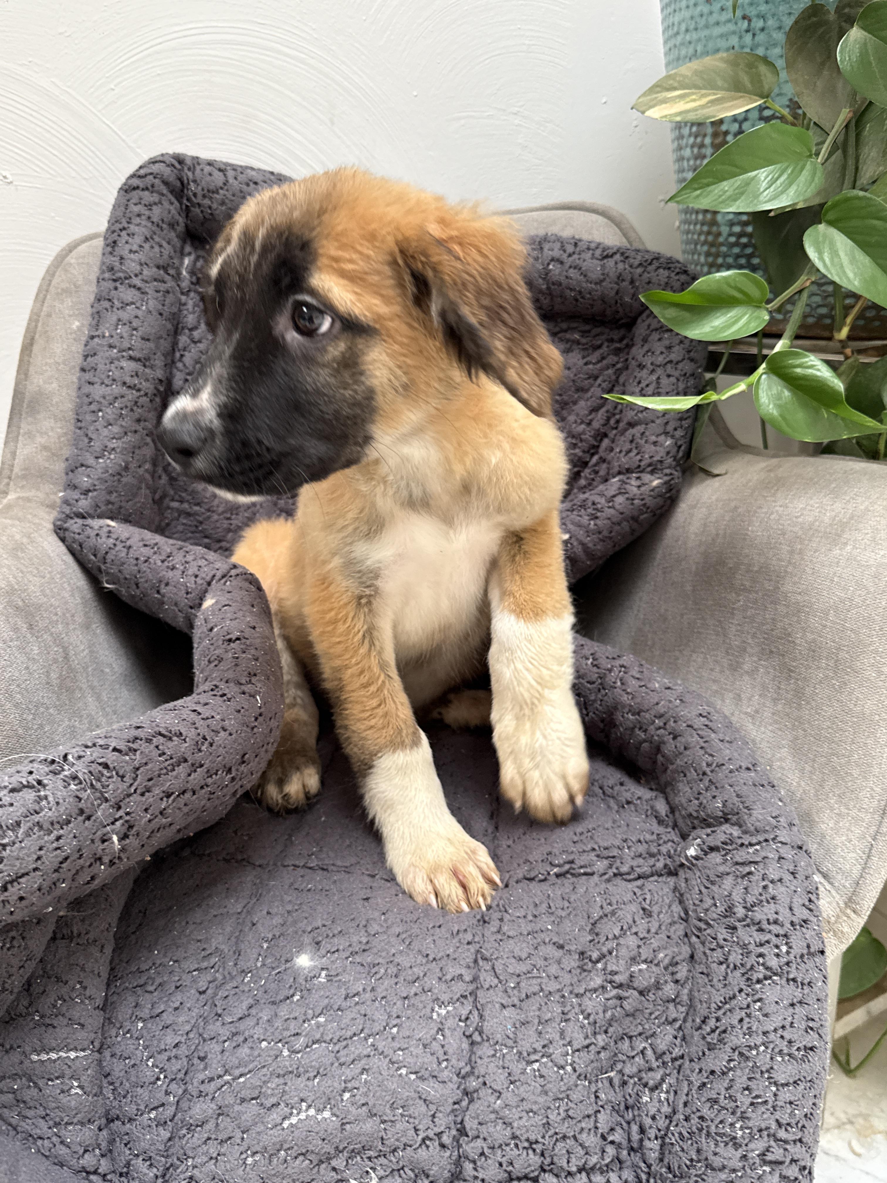 Enlarge Christopher Robin, a Adoptable mixed breed in Bellflower, CA image 2/4