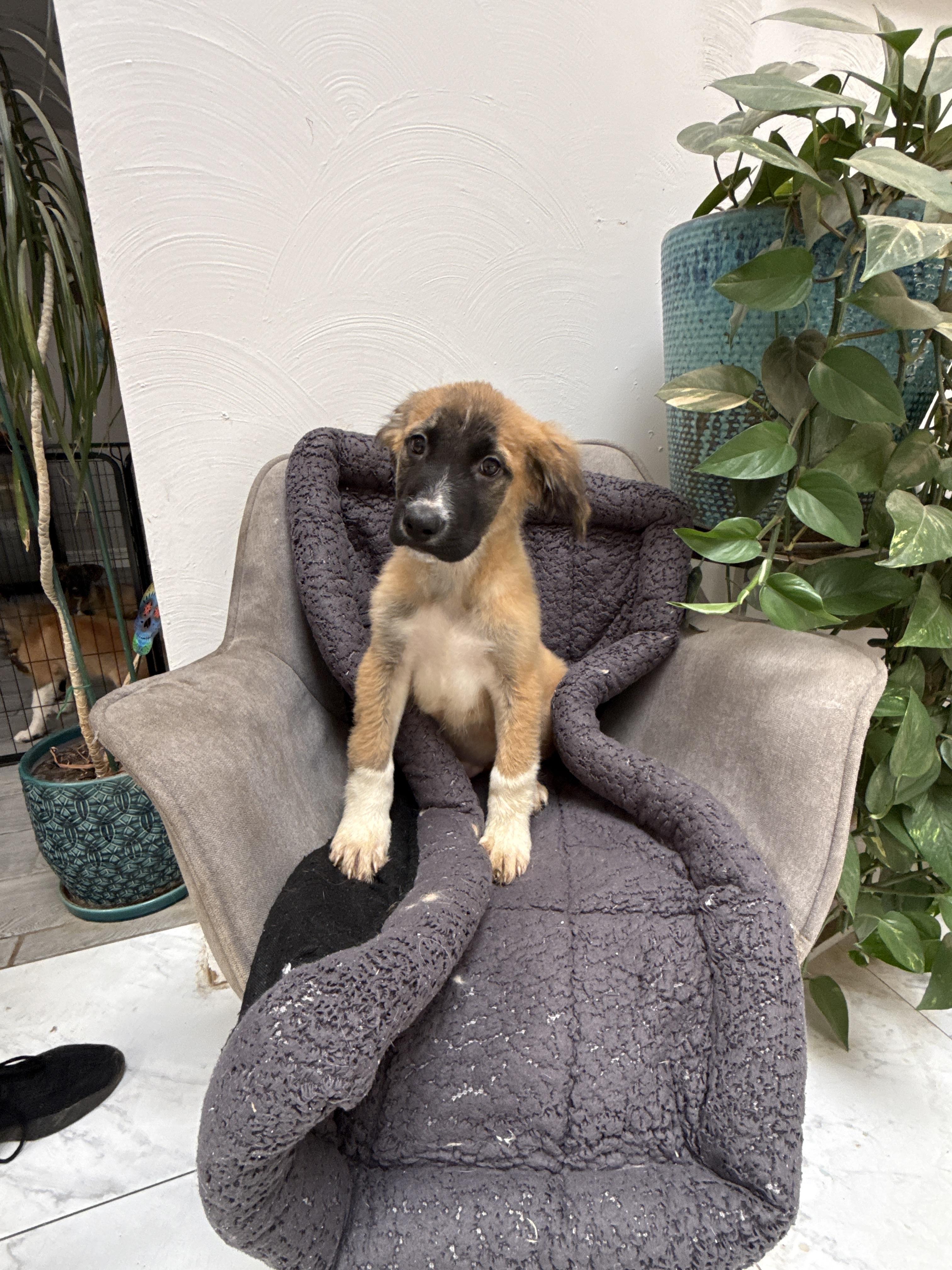 Enlarge Christopher Robin, a Adoptable mixed breed in Bellflower, CA image 4/4