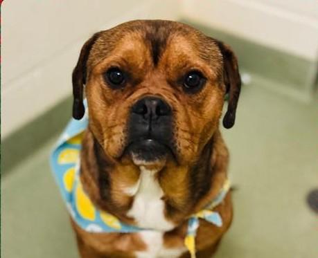Enlarge Pedro, a ADOPTABLE mixed breed in Ionia, MI image 1/1