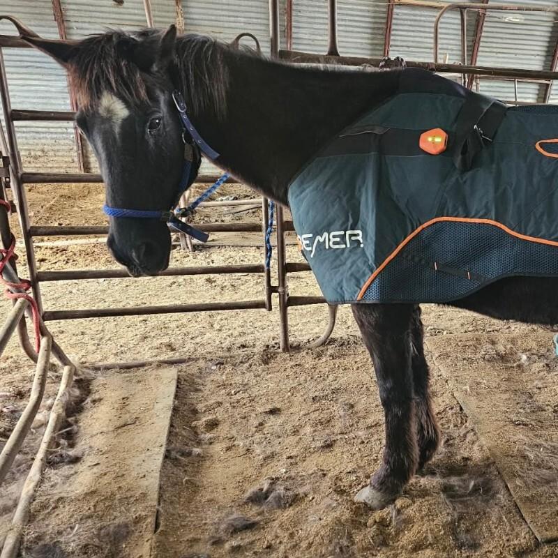 Enlarge Tom, a Adoptable Quarterhorse in Scotland, SD image 1/4