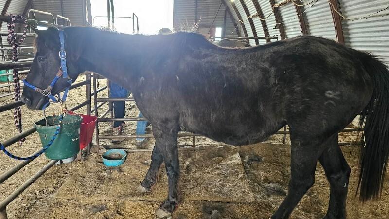 Enlarge Tom, a Adoptable Quarterhorse in Scotland, SD image 2/4