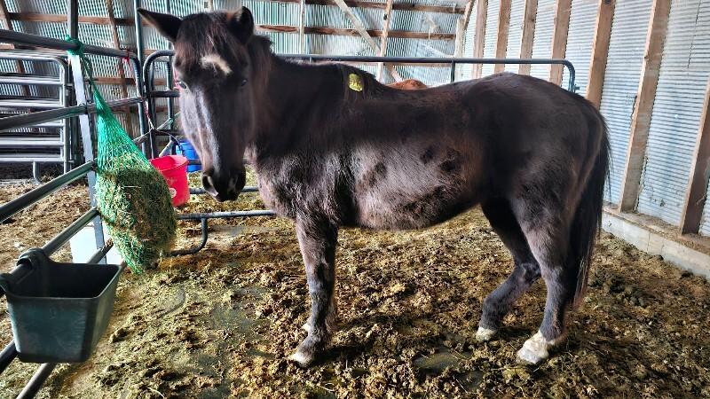 Enlarge Tom, a Adoptable Quarterhorse in Scotland, SD image 3/4