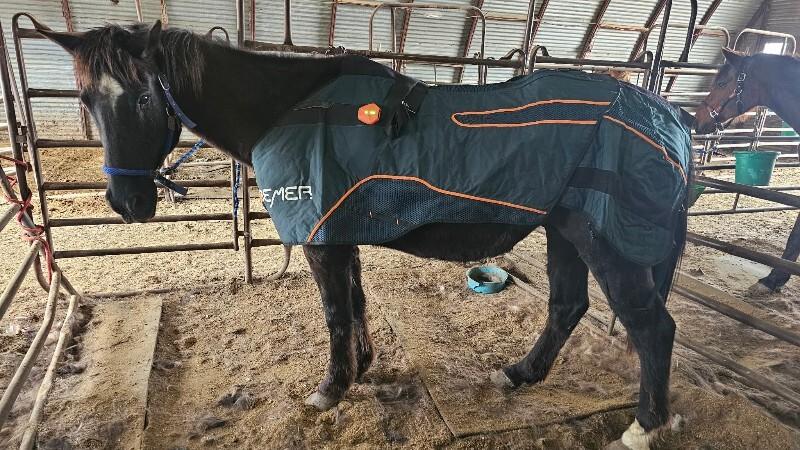 Enlarge Tom, a Adoptable Quarterhorse in Scotland, SD image 4/4