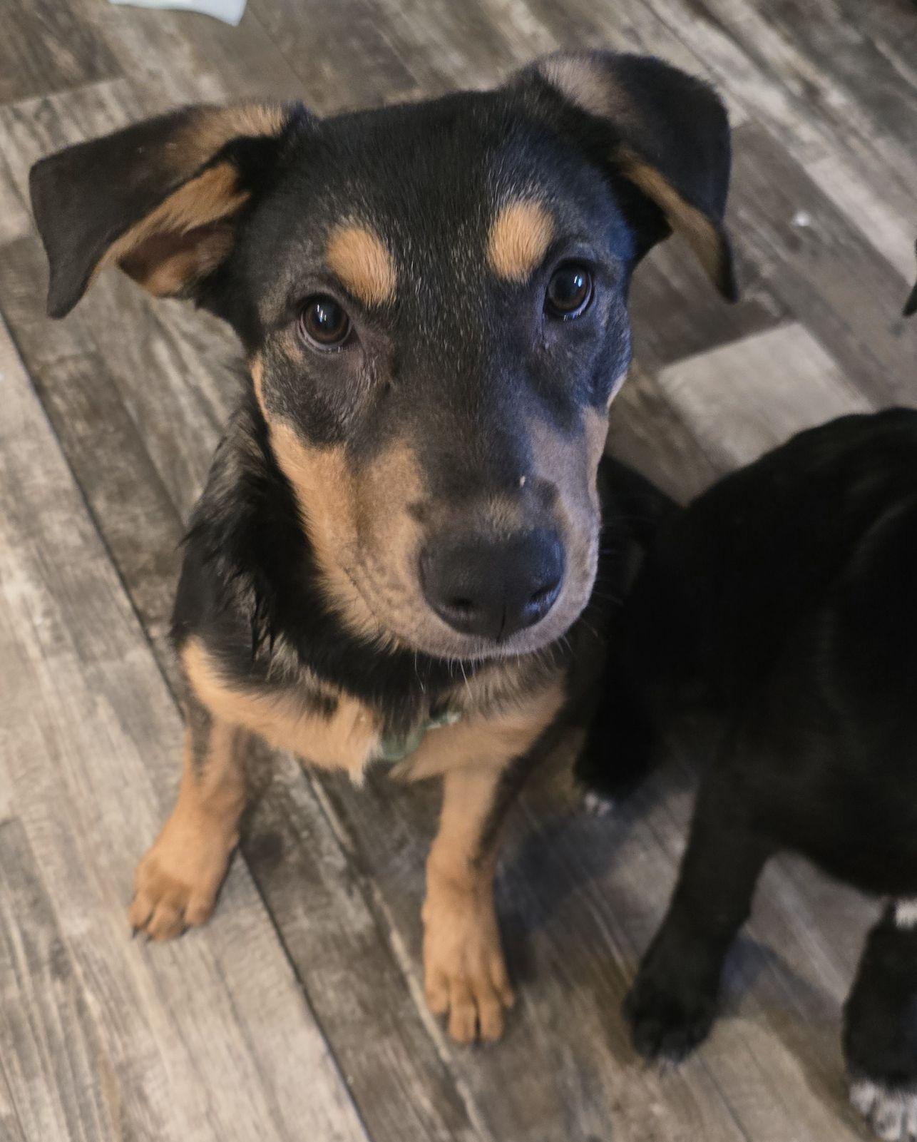 Enlarge Moe Madison , a Adoptable German Shepherd Dog in Madison , WI image 5/5