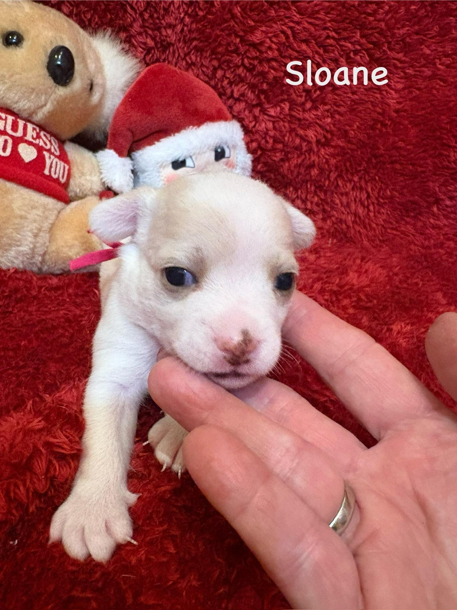 Sloane, Adopted, Puppy Female Chihuahua.