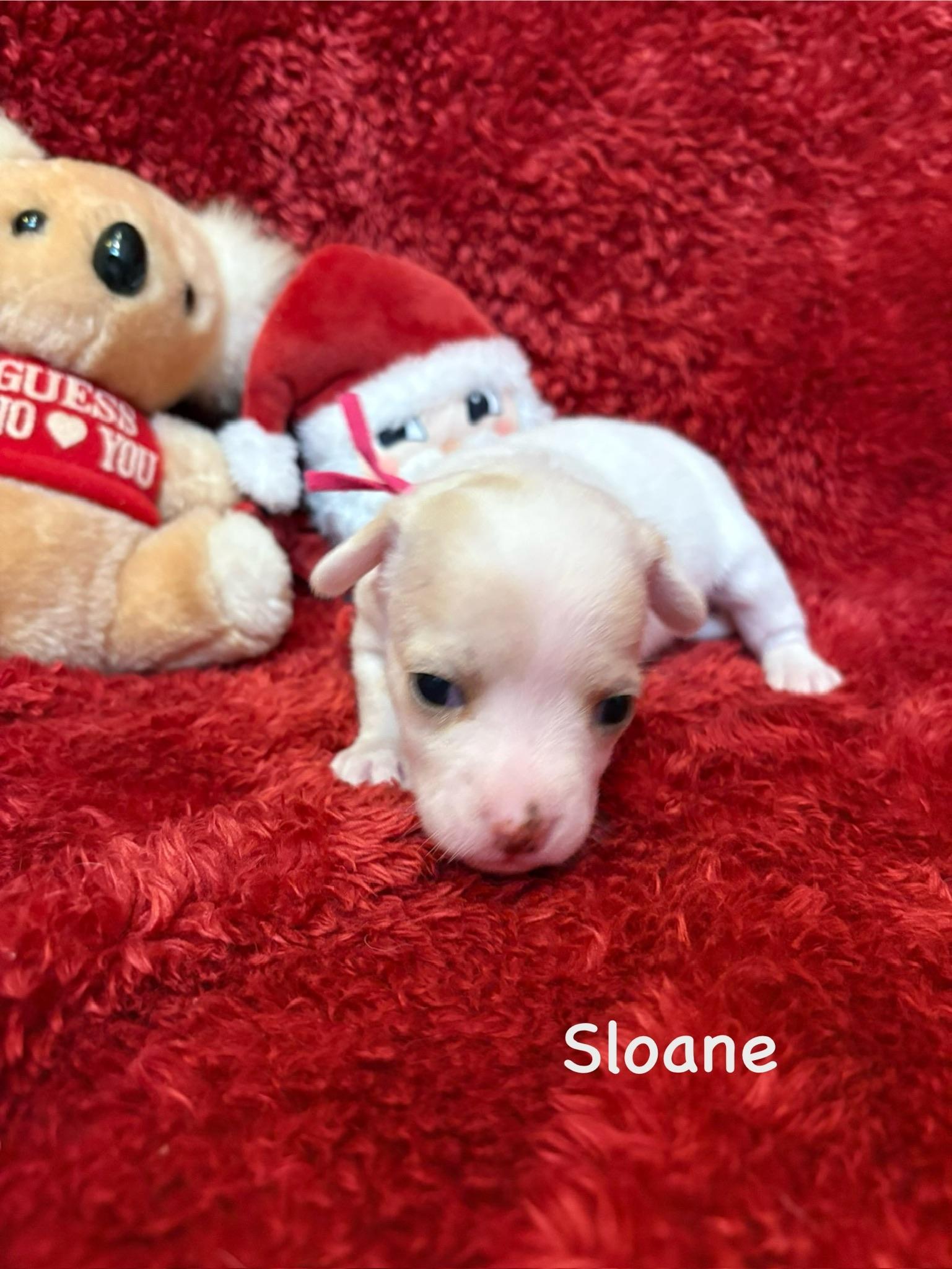 Enlarge Sloane, a Adopted Chihuahua in Marietta, GA image 3/4