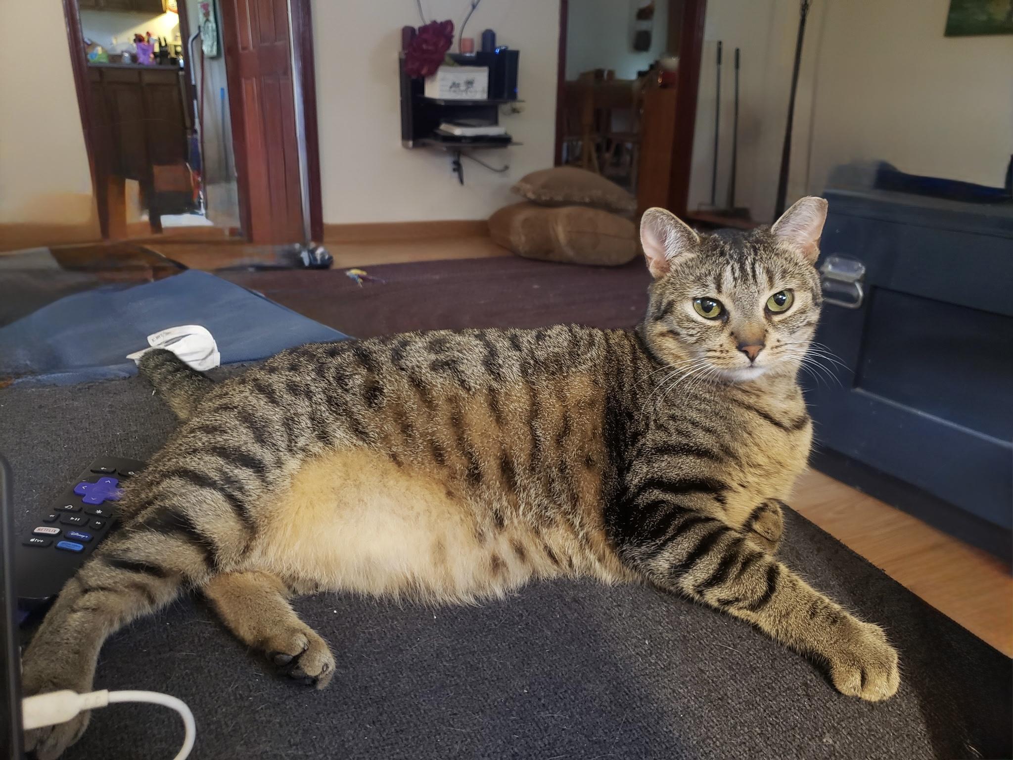 Tigger, Adoptable, Adult Female Domestic Short Hair.
