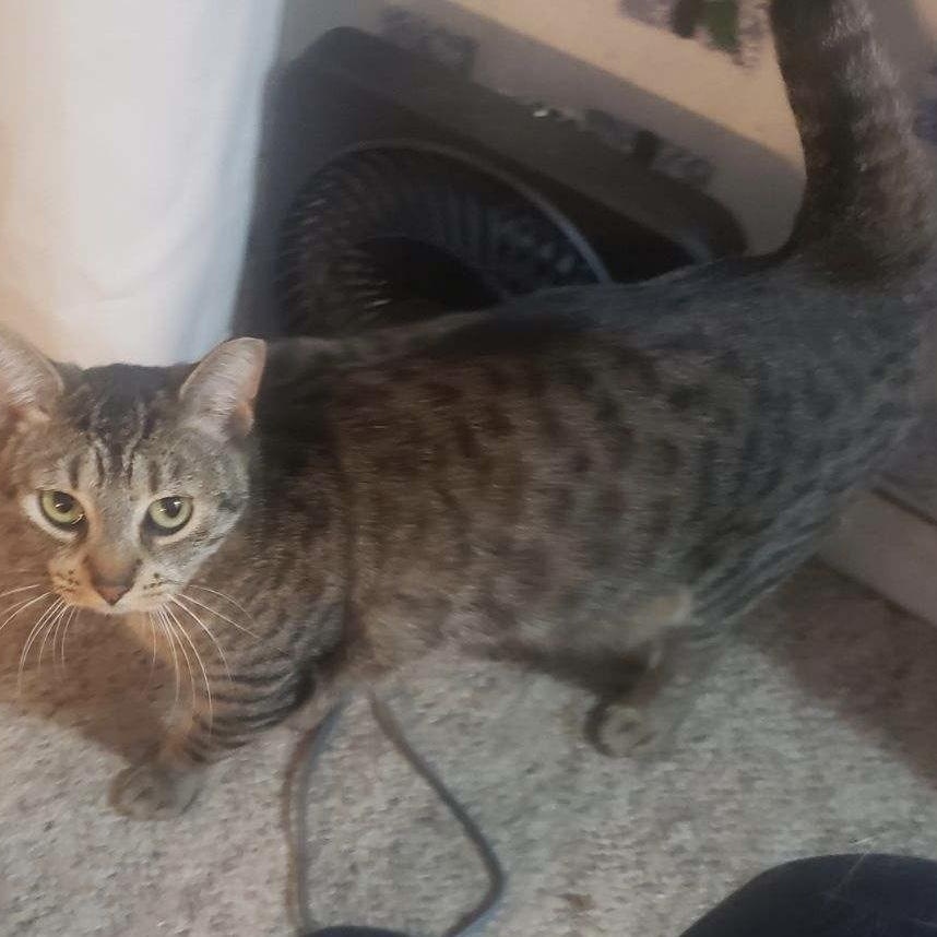 Enlarge Tigger, a Adoptable Domestic Short Hair in Cortland, NY image 2/2