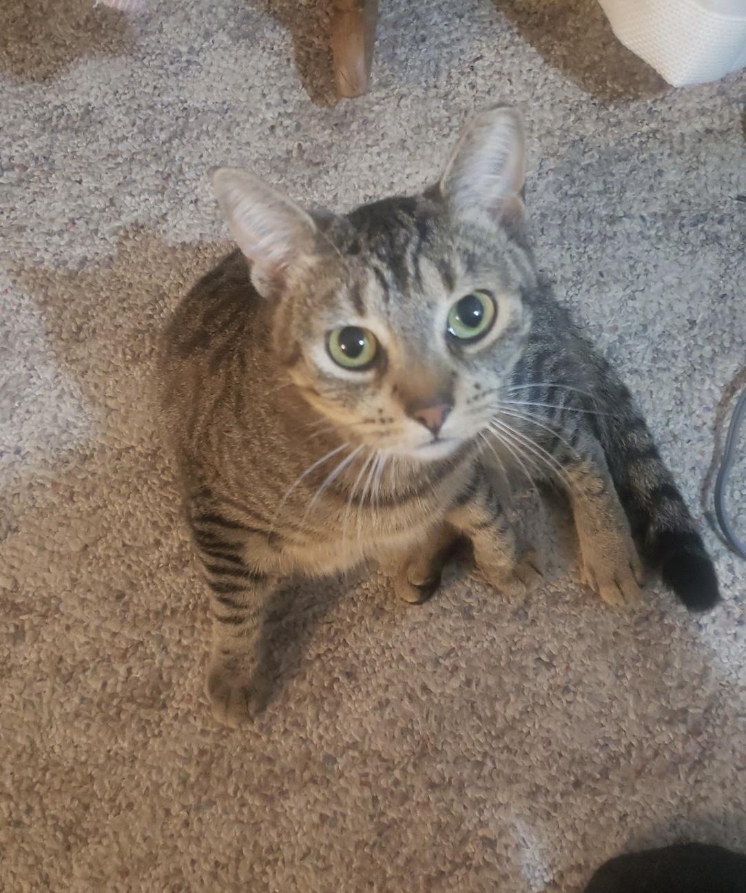 Tigger, an adoptable Domestic Short Hair in Cortland, NY, 13045 | Photo Image 1